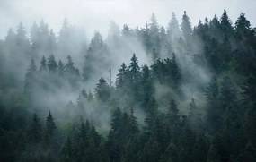 Fotótapéta 380x254 flizelin Erdő #F005 #sf