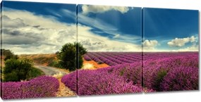 Vászonkép 150x70 Levendulamező