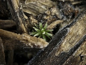 Poszter 40x30cm Natúr fa kéreg, Assaf Frank