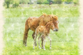 Poszter 60x40cm Ló és csikó 2, Assaf Frank