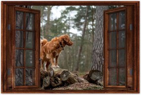 Poszterek 90x60 Kutya Kutyák