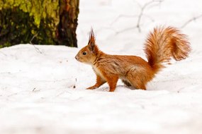 Fotográfia beautiful squirrel on the snow eating a nut, Minakryn Ruslan, (40 x 26.7 cm)