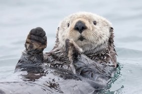 Fotográfia Yesterday I caught a fish thiiis big! - Otter. Alaska, Roman Golubenko