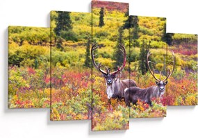 Kép - Caribou, Alaszka (150x105 cm)