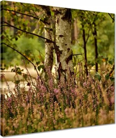 Vászonkép 40x40 Nyírfa a hangák között Erdő