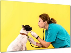 Képek 120x80 Állatorvos komoly kutya