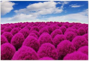 Poszterek 185x125 Kifejező rét Tájkép