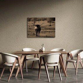 Kép - Texasi tehén (70x50 cm)