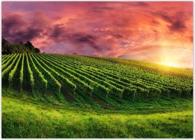 Poszterek 70x50 Szőlőbirtok Tájkép