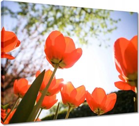 Vászonkép 50x40 Az égbe a pipacsok által