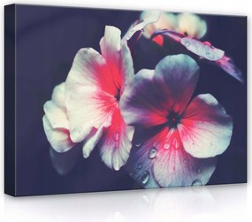 Vászonkép 70x50 Virágok szirmok harmat makro finomság természet nyugalom harmónia