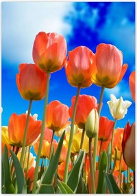Poszterek 70x100 Színes tulipánok