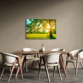 Kép - Sunny Forest (90x60 cm)