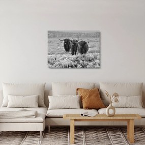 Üveg kép - Skót tehenek (70x50 cm)