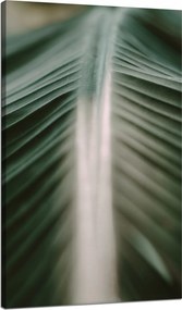 Vászonkép Természet Pálmalevél 70x120