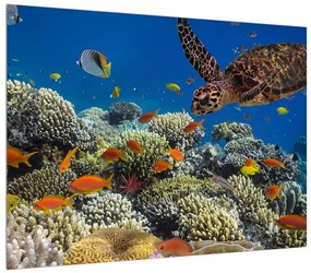 Víz alatti tengeri világ képe (70x50 cm)