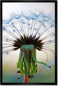 Poszterek keretben 40x60 Pitypang Virág Virágok