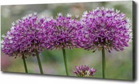 Vászonkép Fokhagyma virág 100x70 cm