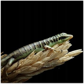 Poszterek 100x100 Indonéz gyík