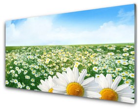 Fali üvegkép Daisy mezei virágok Field 100x50 cm