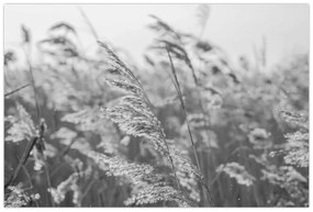 Kép - Fű a szélben (90x60 cm)