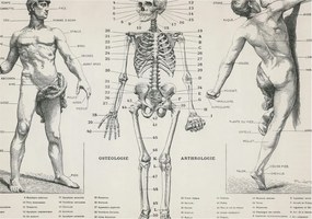 Divatos 3D Fali Tapéta Klasszikus anatómia 312x219 Ragasztóval