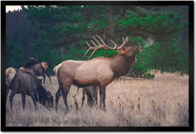 Poszter keretben 60x40 Szarvas Erdő Tájkép