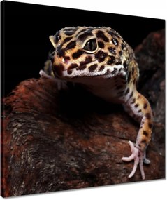 Vászonkép 50x50 Gekkó leopárd gyík