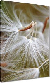 Vászonkép 70x100 Pitypang Virág Virágok