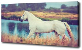 Vászonkép White horse-tó oc-87150545