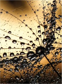 Fotótapéta Rosa a tejen A természet finomsága és varázsa 184x254 +ragasztó