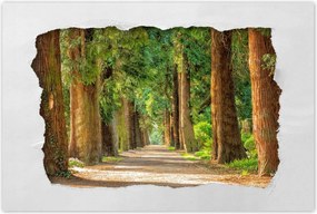 Poszterek 120x80 Út a parkban Fák