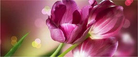 Rózsaszín tulipánok képe (120x50 cm)