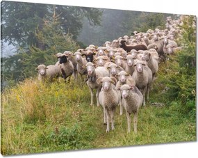 Vászonkép 100x70 Juh legeltetés Bárányok