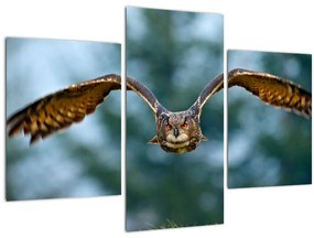 Kép - Bagoly repülés közben (90x60 cm)