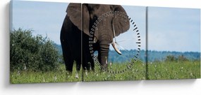 Egy elefánt képe (órával) (90x30 cm)