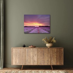 Kép - Levendula mező (70x50 cm)