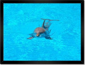 Poszterek keretben 40x30 Delfin