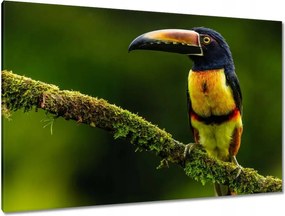 Vászonkép 120x80 Madarak