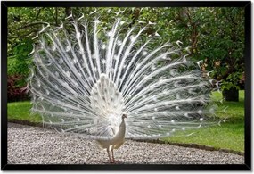 Poszterek keretben 60x40 Madarak