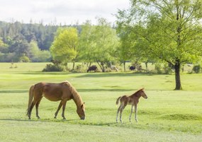 Poszter 84,1x59,4cm Ló és csikó, Assaf Frank