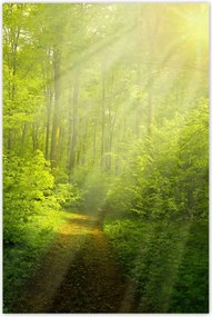 Poszterek 80x120 Varázslatos erdő Sugárzás