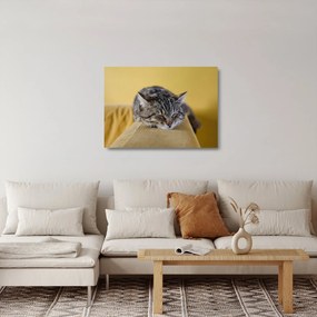 Macska a kanapén képe (üvegen) (70x50 cm)