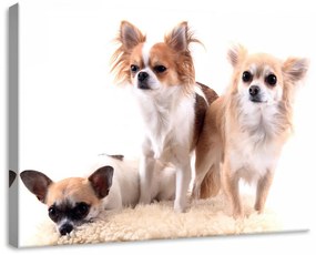 Kutyák, vászonkép, 70x50 cm méretben