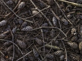 Poszter 40x30cm Erdei talaj tobozok és faágak réteggel bevonva, Assaf Fr