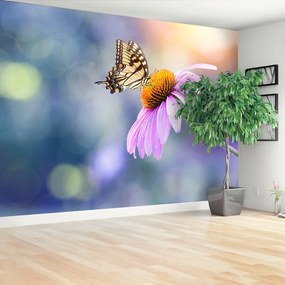 Fotótapéta Echinacea pillangó 104x70 cm