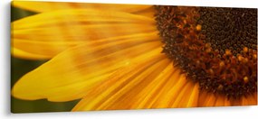 Kép - Napraforgók (120x50 cm)