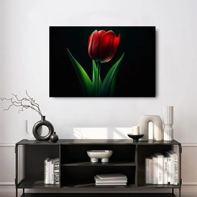 Kép vörös tulipán elegancia