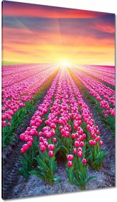 Vászonkép 80x120 Tulipánok tengere Virágok