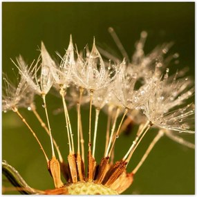 Poszterek 100x100 Pitypang